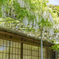 英勝寺の藤棚に咲く白藤と新緑の写真