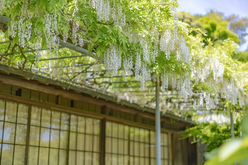 英勝寺の藤棚に咲く白藤と新緑