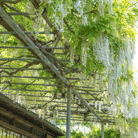 鎌倉の英勝寺に咲く白藤の花と藤棚の春景色の写真
