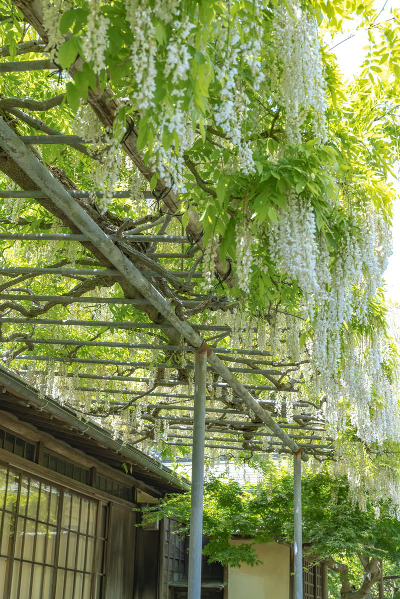 英勝寺の藤棚に白い藤の花が垂れ下がって咲いている様子