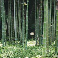 鎌倉・英勝寺の竹林の写真