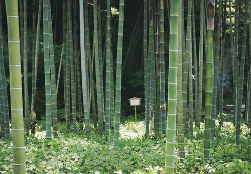 鎌倉・英勝寺の竹林