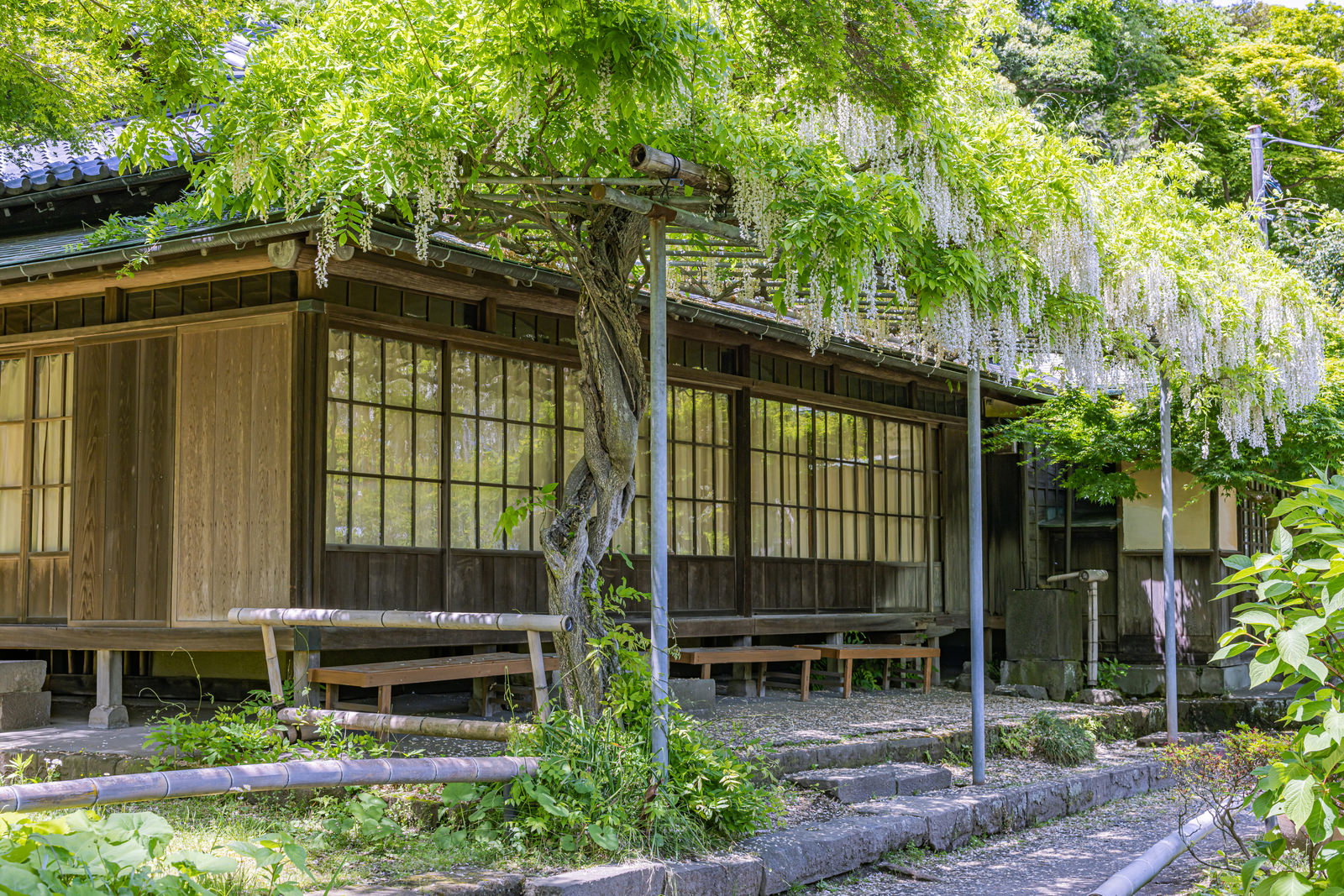 英勝寺の庭園に咲く白い藤の花房が垂れ下がる藤棚と木造建物