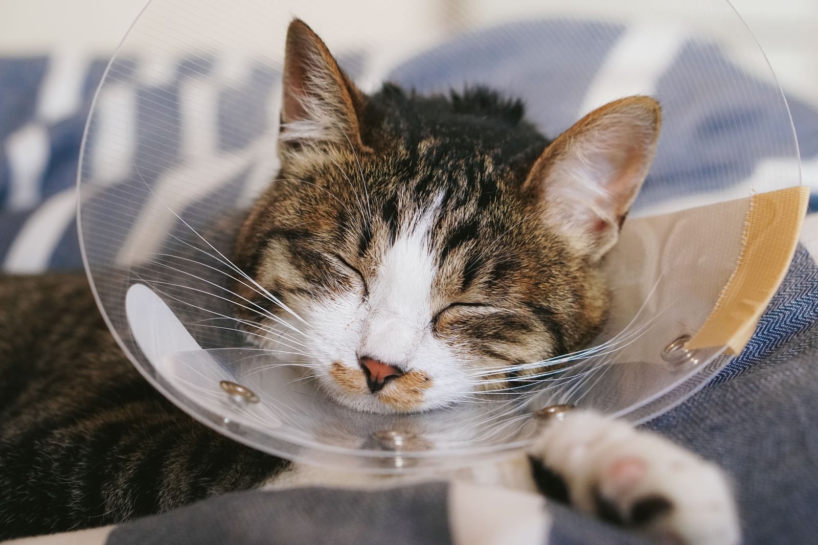 エリザベスカラーを装着して眠っているキジ白猫