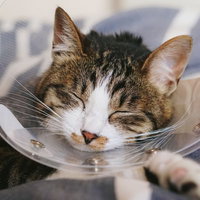 エリザベスカラーをつけたまま深く眠るキジ白猫の写真