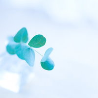 自然光の中で浮遊する小さな緑の葉と青空と白い雲の写真