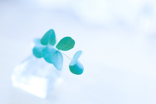 自然光の中で浮遊する小さな緑の葉と青空と白い雲