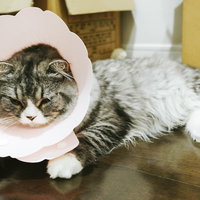 エリザベスカラーを着けられて落ち込むスコティッシュフォールドのオス猫の写真