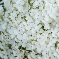 小ぶりな花が密集したアメリカノリノキ アナベルの写真