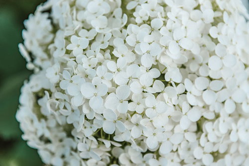 小ぶりな花が密集したアメリカノリノキ アナベル