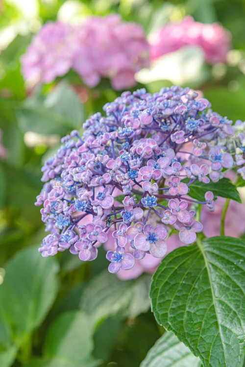 紫と青のグラデーションが美しいうずあじさい