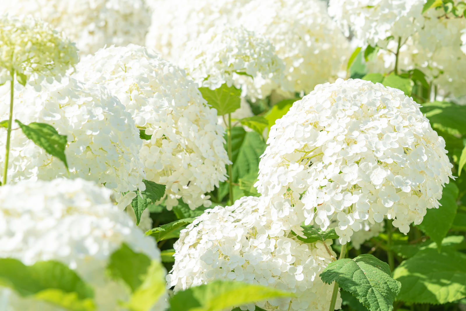 純白の球状に咲くアナベルの花房と緑の葉