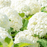 アメリカノリノキ アナベルの群生する庭の白い花房の写真