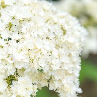 アメリカノリノキ ヘイズスターバースト（アジサイ科）の白い花房の写真