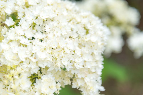 アメリカノリノキ ヘイズスターバースト（アジサイ科）の白い花房