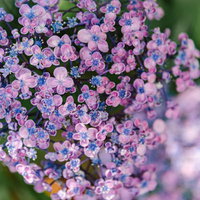 ピンクと青の花が咲くウズアジサイ（アジサイ科）の写真