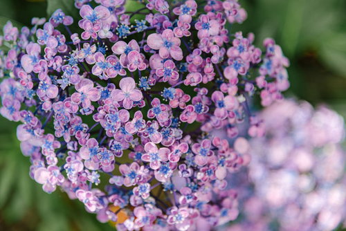 ピンクと青の花が咲くウズアジサイ（アジサイ科）