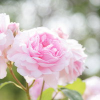 ふわふわの淡いピンク薔薇の花びらの写真