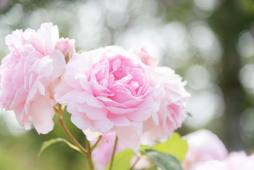ふわふわの淡いピンク薔薇の花びら
