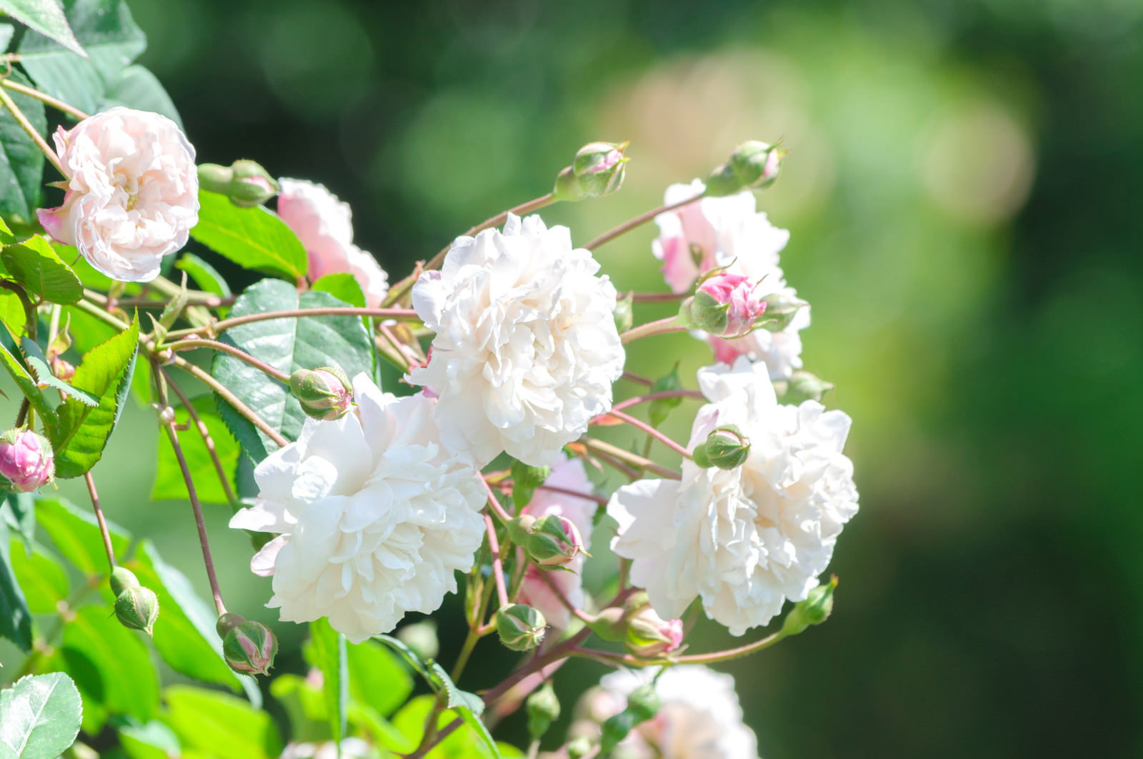 白地に淡いピンクの縁取りが美しいゆめごこちという品種の薔薇