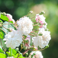 ゆめごこちの薔薇、淡いピンク色の開花とつぼみの写真
