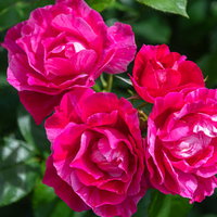 ビビッドカラーの濃いピンク色のバラの花が咲くの写真