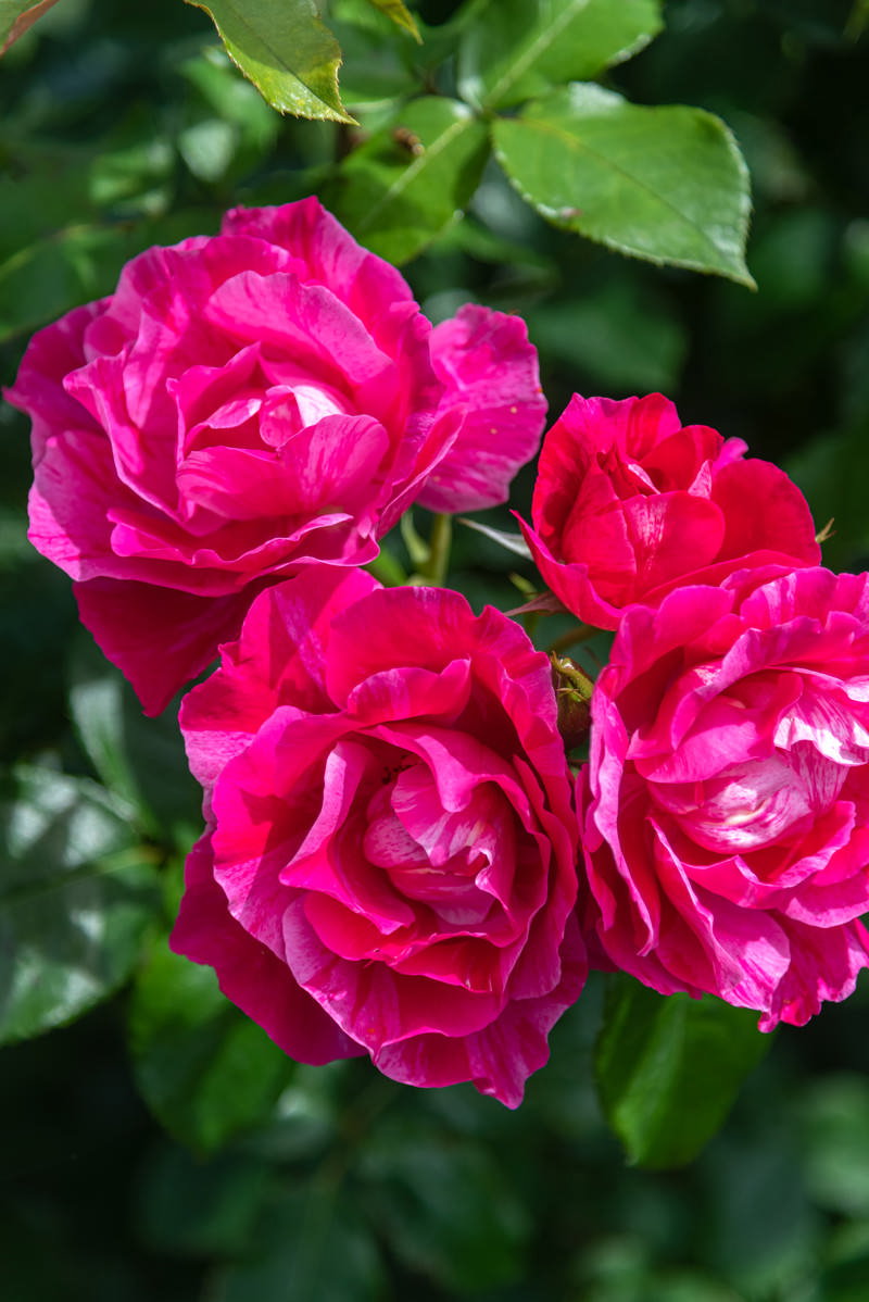 濃いピンク色の花弁が美しい3輪のバラと緑の葉