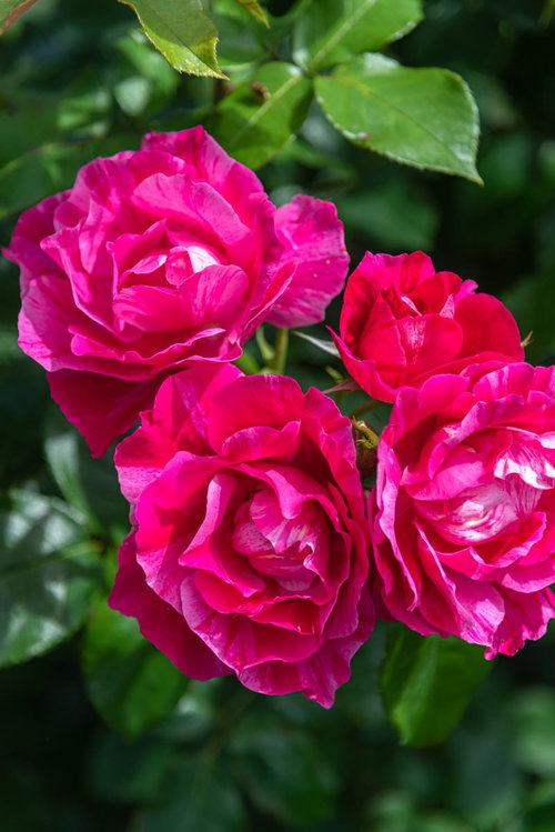 ビビッドカラーの濃いピンク色のバラの花が咲く