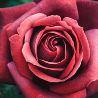 中2の魂100まで（深紅のローズ）深い赤色のバラの花びらの写真