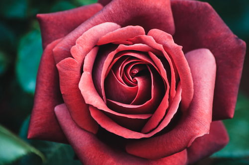 中2の魂100まで（深紅のローズ）深い赤色のバラの花びら