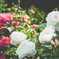 庭に咲く中二病の薔薇：白と赤紫のバラが競演するガーデニング風景の写真