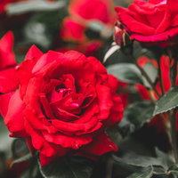 庭に咲く真紅の薔薇の美しさの写真