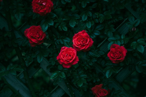 深い緑の葉に咲く真紅のローズ、濃い赤色の豪華なバラの花