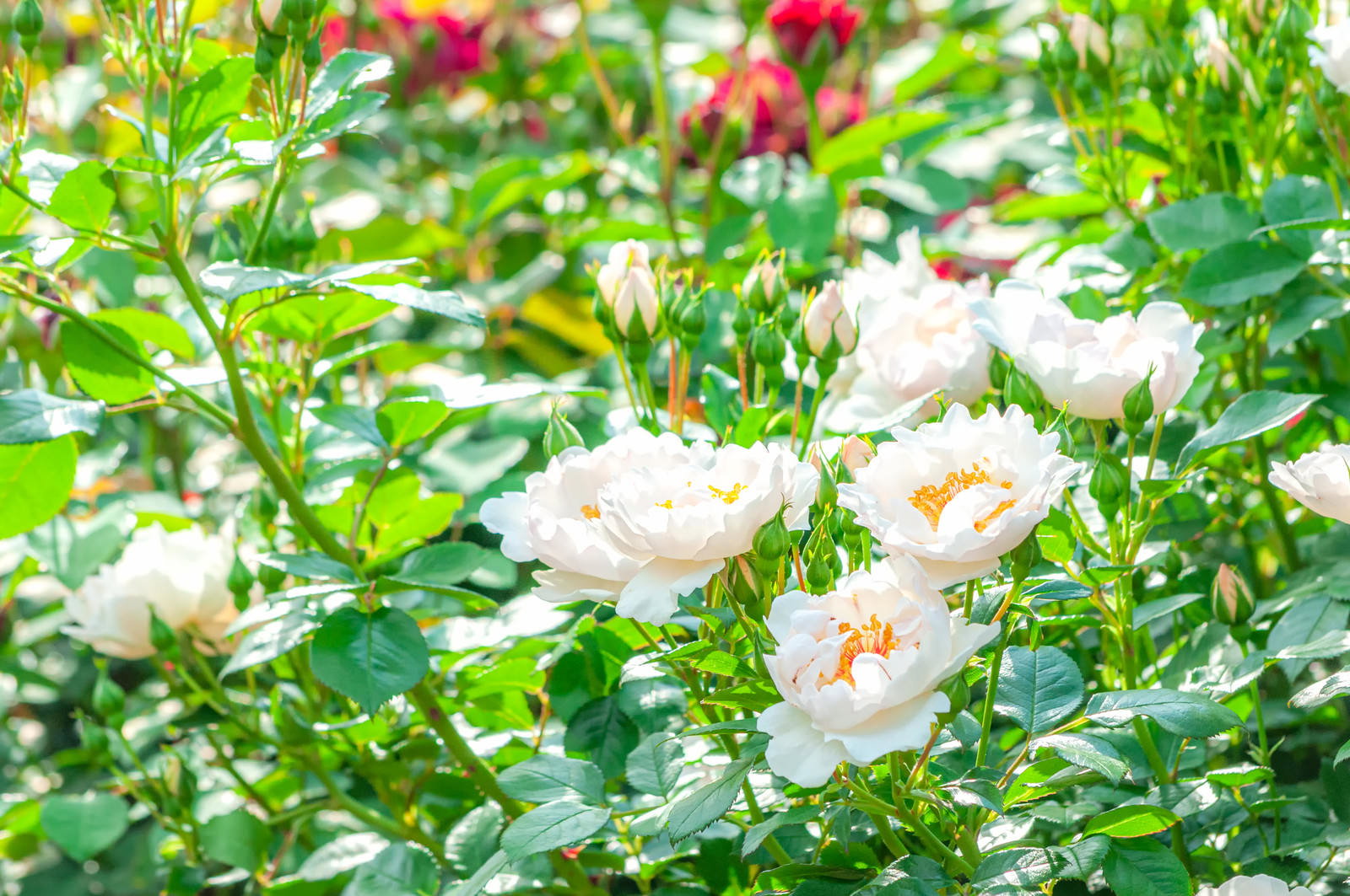 緑の葉に囲まれて咲く白いバラの花々