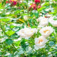 光かがやく白いバラの花弁の写真