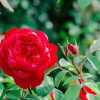 初夏の光と赤いバラが咲く庭園の花々と緑の葉の写真