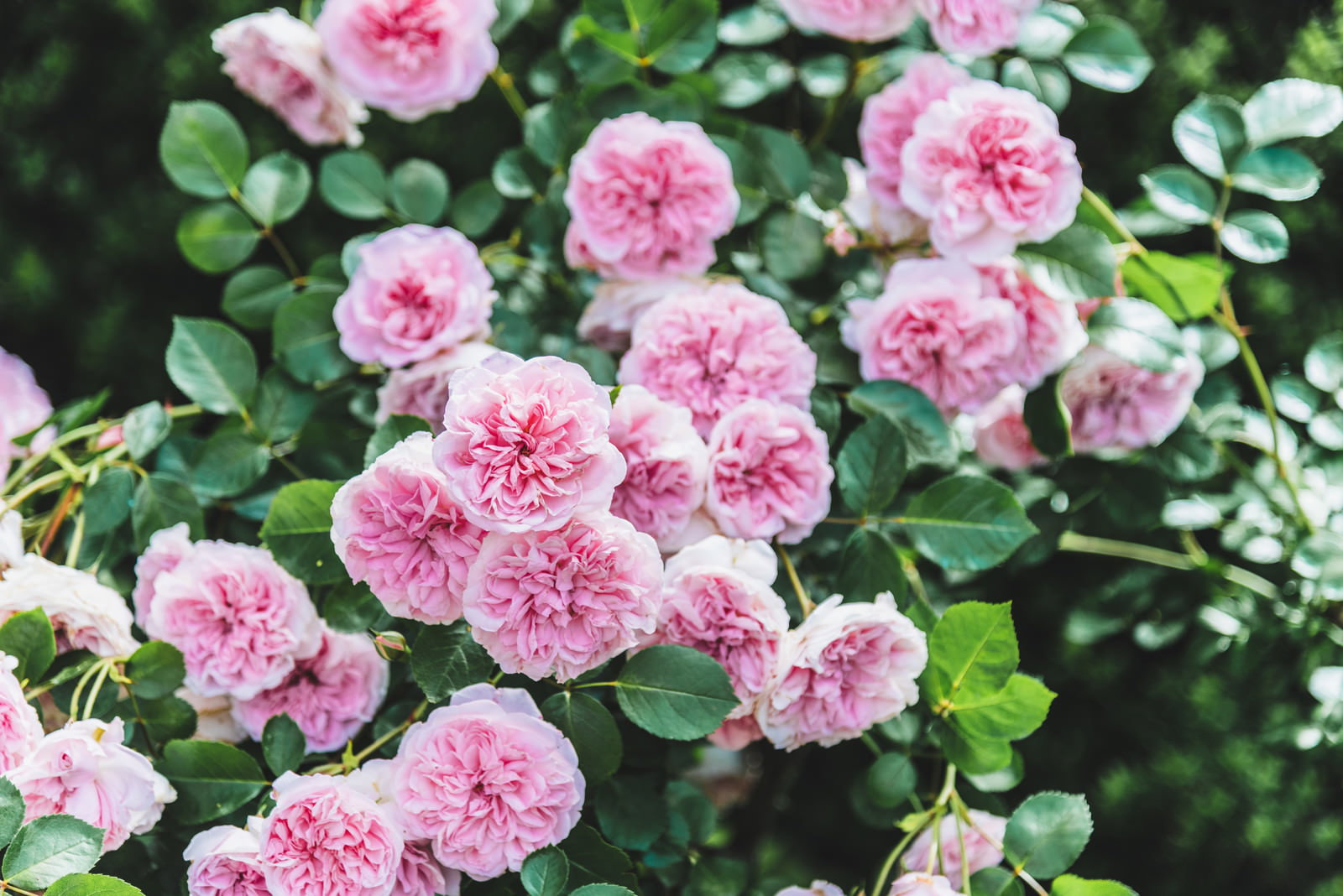 庭に咲く濃淡ピンク色のバラの花々と緑の葉