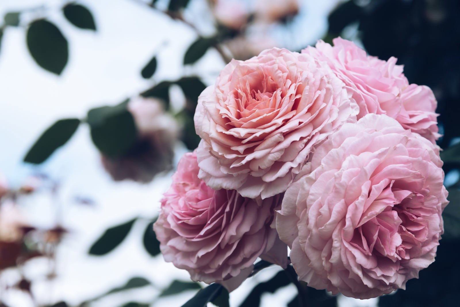 幾重にも重なったピンク色のバラの花弁