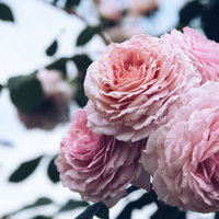 幾重にも重なるピンク色のバラの花弁と優雅な薔薇の美しさの写真