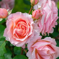 雨上がりのバラとつぼみ、庭の花壇に咲く春の情景の写真