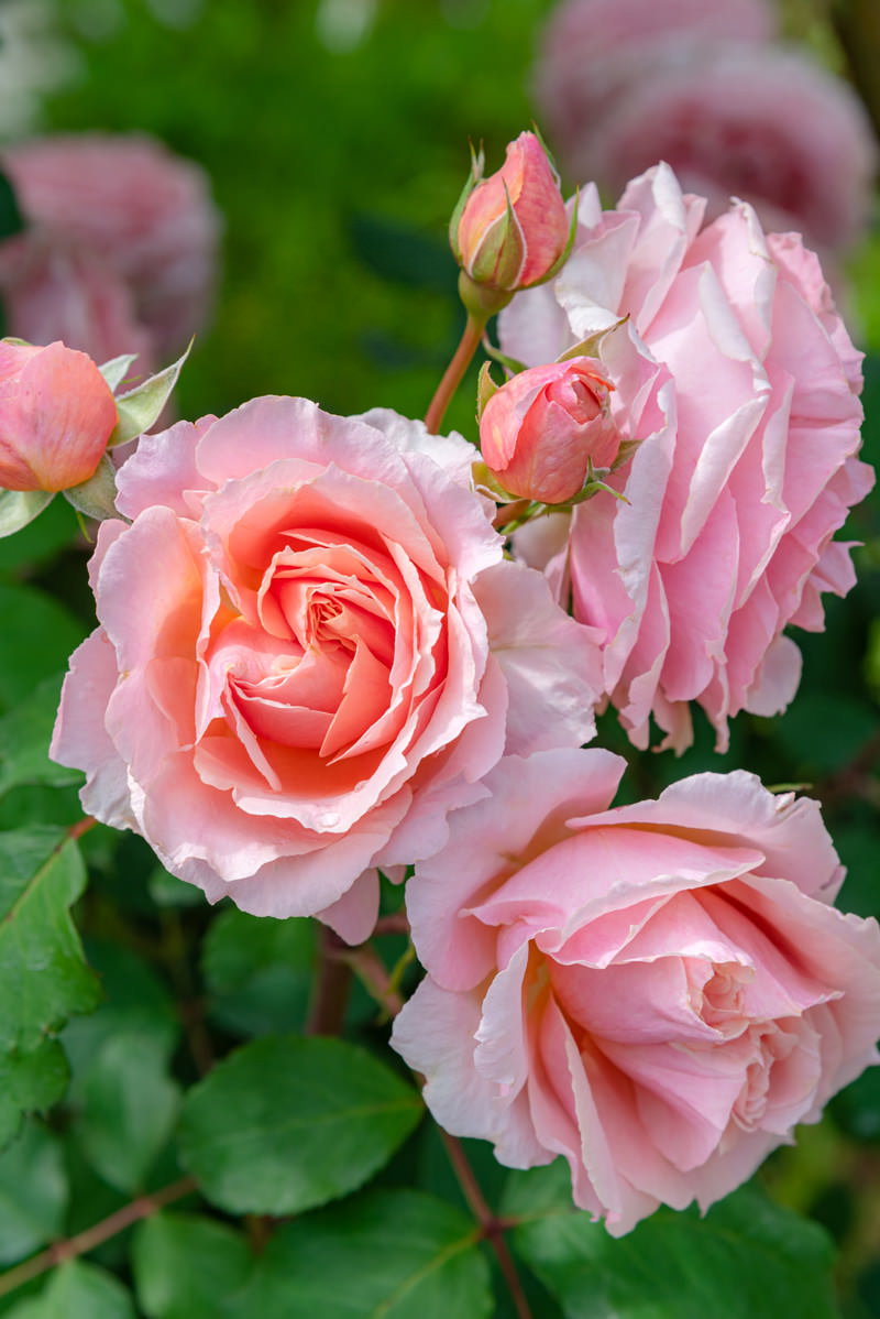 緑の葉に囲まれた淡いピンク色のバラとつぼみ