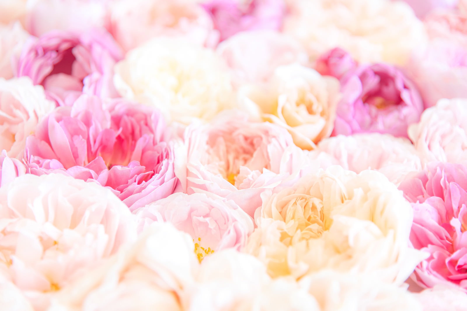 ピンクと白のバラが美しく組み合わされた花束