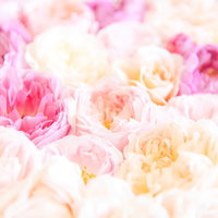 ばらのあまいかおり、淡いピンクから濃いピンクと白のバラ花束の写真