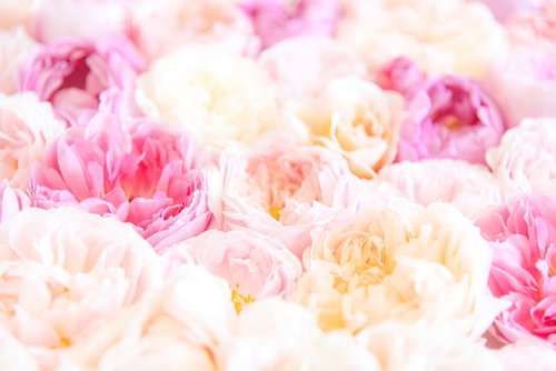 ばらのあまいかおり、淡いピンクから濃いピンクと白のバラ花束