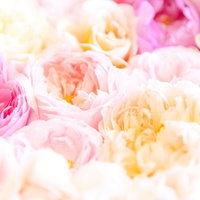 あまいかおりの薔薇に包まれるの写真