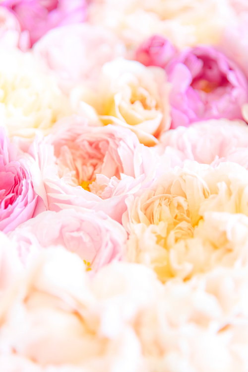 あまいかおりの薔薇に包まれる