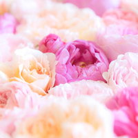 したたか薔薇のピンク白ブーケの写真