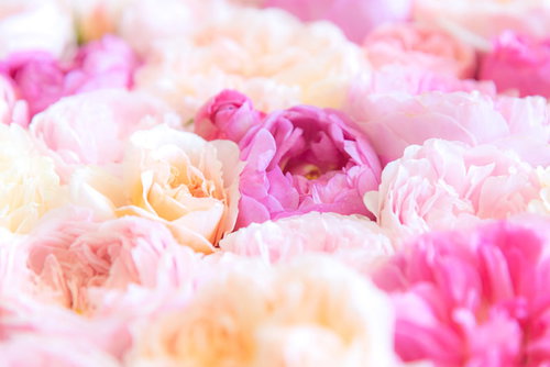 したたか薔薇のピンク白ブーケ