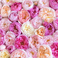淡いピンクから濃いピンクまでの薔薇を敷き詰めたテクスチャーの写真