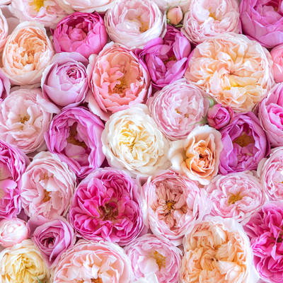 淡いピンクから濃いピンクまでの薔薇を敷き詰めたテクスチャーの写真